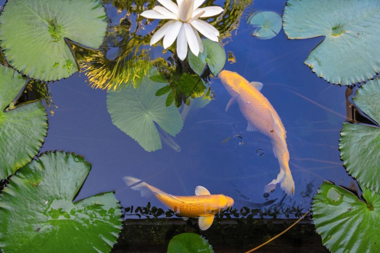 Villa Manuiti, Balinese Luxury Home - Private Swim Spa, Ocean View - Ofyr Bbq - Koi Pond Punaauia  Extérieur photo